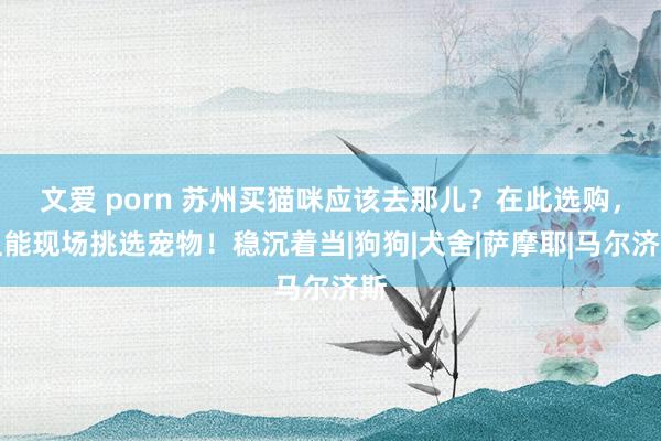 文爱 porn 苏州买猫咪应该去那儿？在此选购，且能现场挑选宠物！稳沉着当|狗狗|犬舍|萨摩耶|马尔济斯